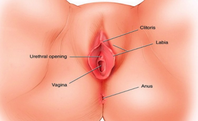 Anatomia sessuale femminile